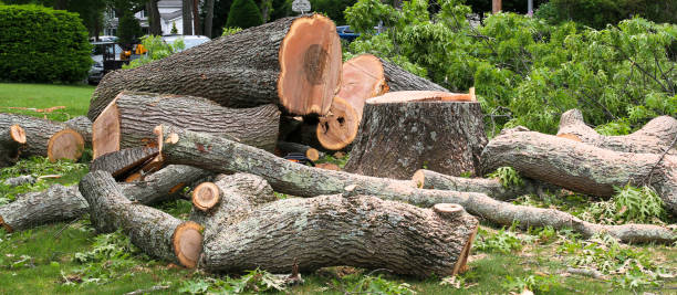 Best Tree Disease Treatment  in Bernie, MO